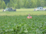 Mitzi cotton field